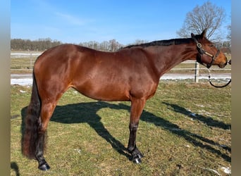Caballo cuarto de milla, Yegua, 5 años, 167 cm, Castaño claro