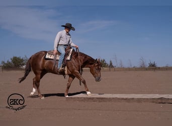 Caballo cuarto de milla, Yegua, 5 años, Alazán rojizo