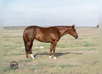 Caballo cuarto de milla, Yegua, 5 años, Alazán rojizo