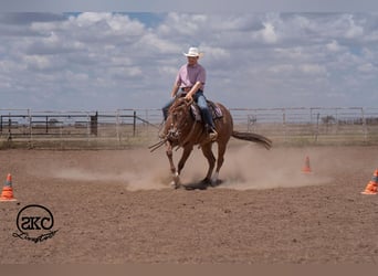 Caballo cuarto de milla, Yegua, 5 años, Alazán rojizo