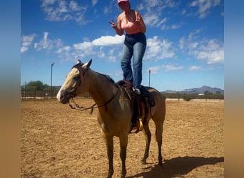 Caballo cuarto de milla, Yegua, 5 años Caballo cuarto de milla, Yegua, 5 años