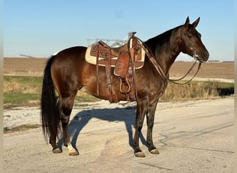 Caballo cuarto de milla, Yegua, 5 años, Castaño rojizo