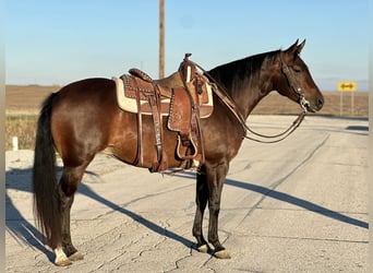 Caballo cuarto de milla, Yegua, 5 años, Castaño rojizo