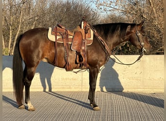 Caballo cuarto de milla, Yegua, 5 años, Castaño rojizo