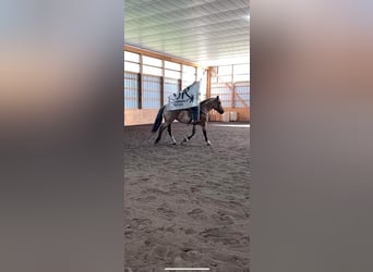 Caballo cuarto de milla, Yegua, 5 años, Castaño-ruano