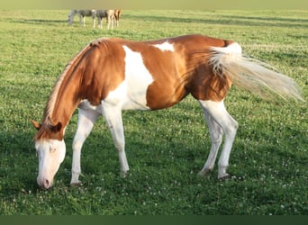 Caballo cuarto de milla, Yegua, 5 años, Overo-todas las-capas