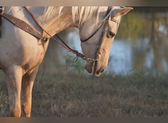 Caballo cuarto de milla Mestizo, Yegua, 5 años, Palomino