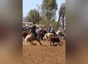 Caballo cuarto de milla, Yegua, 5 años, Palomino