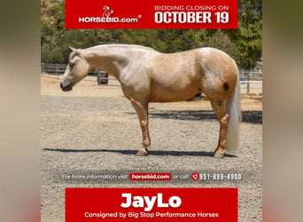 Caballo cuarto de milla, Yegua, 5 años, Palomino