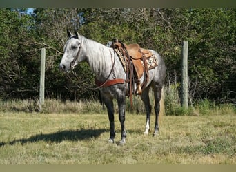 Caballo cuarto de milla, Yegua, 5 años, Tordo