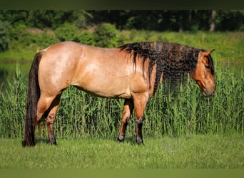Caballo cuarto de milla, Yegua, 6 años, 140 cm, Castaño-ruano
