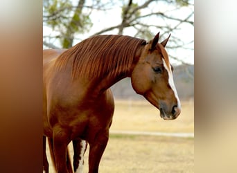 Caballo cuarto de milla, Yegua, 6 años, 142 cm, Alazán rojizo