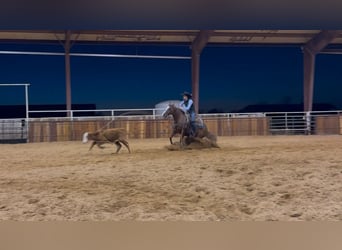 Caballo cuarto de milla, Yegua, 6 años, 142 cm, Alazán rojizo