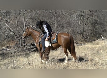 Caballo cuarto de milla, Yegua, 6 años, 142 cm, Alazán rojizo