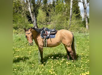 Caballo cuarto de milla, Yegua, 6 años, 143 cm, Dunalino (Cervuno x Palomino)