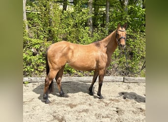 Caballo cuarto de milla, Yegua, 6 años, 143 cm, Dunalino (Cervuno x Palomino)