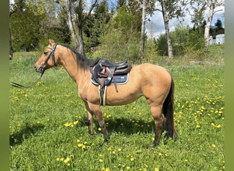 Caballo cuarto de milla, Yegua, 6 años, 143 cm, Dunalino (Cervuno x Palomino)