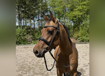 Caballo cuarto de milla, Yegua, 6 años, 143 cm, Dunalino (Cervuno x Palomino)