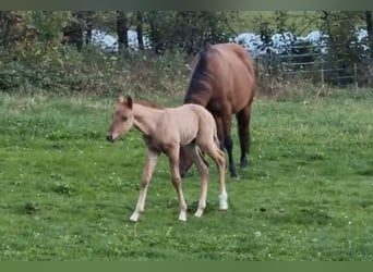 Caballo cuarto de milla, Yegua, 6 años, 143 cm, Dunalino (Cervuno x Palomino)
