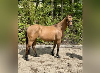 Caballo cuarto de milla, Yegua, 6 años, 143 cm, Dunalino (Cervuno x Palomino)
