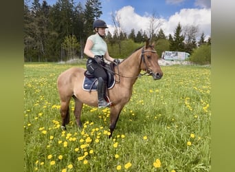 Caballo cuarto de milla, Yegua, 6 años, 143 cm, Dunalino (Cervuno x Palomino)