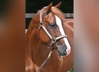 Caballo cuarto de milla, Yegua, 6 años, 144 cm, Alazán