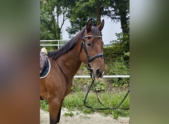 Caballo cuarto de milla, Yegua, 6 años, 144 cm