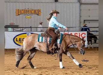 Caballo cuarto de milla, Yegua, 6 años, 145 cm, Red Dun/Cervuno