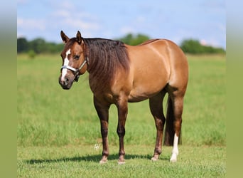 Caballo cuarto de milla, Yegua, 6 años, 145 cm, Red Dun/Cervuno