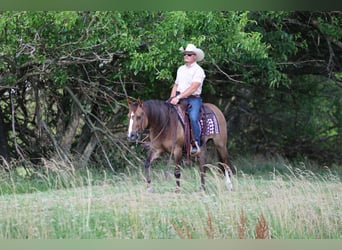 Caballo cuarto de milla, Yegua, 6 años, 145 cm, Red Dun/Cervuno