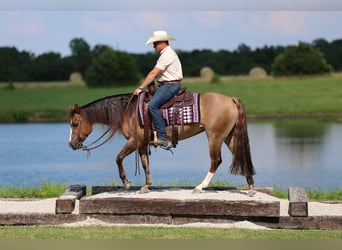 Caballo cuarto de milla, Yegua, 6 años, 145 cm, Red Dun/Cervuno