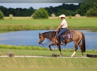 Caballo cuarto de milla, Yegua, 6 años, 145 cm, Red Dun/Cervuno