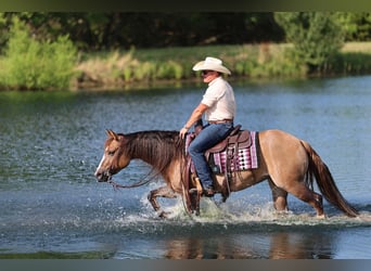 Caballo cuarto de milla, Yegua, 6 años, 145 cm, Red Dun/Cervuno