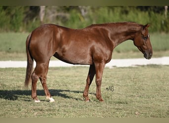 Caballo cuarto de milla, Yegua, 6 años, 145 cm, Ruano alazán