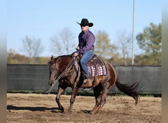 Caballo cuarto de milla, Yegua, 6 años, 147 cm, Alazán-tostado