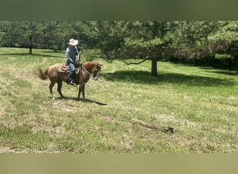 Caballo cuarto de milla, Yegua, 6 años, 147 cm, Red Dun/Cervuno