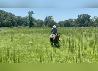 Caballo cuarto de milla, Yegua, 6 años, 147 cm, Red Dun/Cervuno