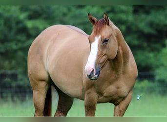 Caballo cuarto de milla, Yegua, 6 años, 147 cm, Red Dun/Cervuno