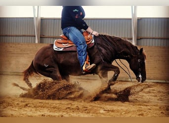 Caballo cuarto de milla, Yegua, 6 años, 147 cm, Red Dun/Cervuno