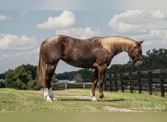 Caballo cuarto de milla, Yegua, 6 años, 147 cm, Ruano alazán