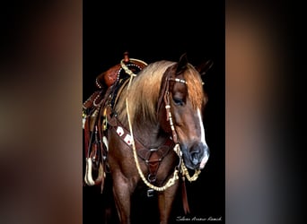 Caballo cuarto de milla, Yegua, 6 años, 147 cm, Ruano alazán