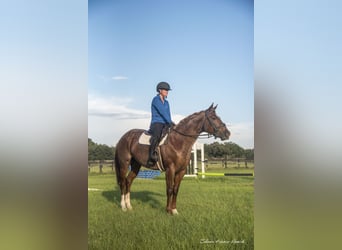 Caballo cuarto de milla, Yegua, 6 años, 147 cm, Ruano alazán