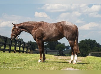 Caballo cuarto de milla, Yegua, 6 años, 147 cm, Ruano alazán