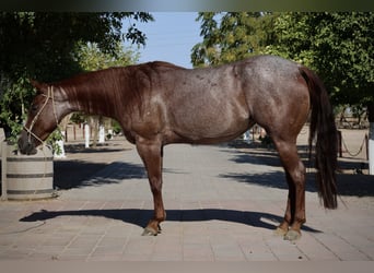 Caballo cuarto de milla, Yegua, 6 años, 147 cm, Ruano alazán