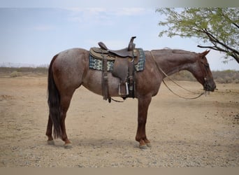 Caballo cuarto de milla, Yegua, 6 años, 147 cm, Ruano alazán