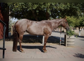 Caballo cuarto de milla, Yegua, 6 años, 147 cm, Ruano alazán