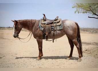 Caballo cuarto de milla, Yegua, 6 años, 147 cm, Ruano alazán