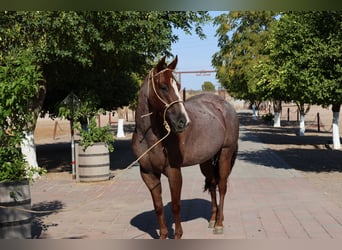 Caballo cuarto de milla, Yegua, 6 años, 147 cm, Ruano alazán