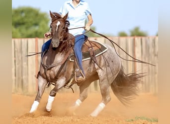 Caballo cuarto de milla, Yegua, 6 años, 147 cm, Ruano alazán