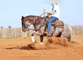 Caballo cuarto de milla, Yegua, 6 años, 147 cm, Ruano alazán